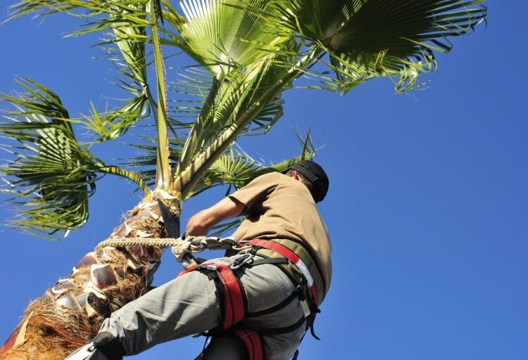 Reasons Why You Should Hire A Certified Arborist For Tree Maintenance